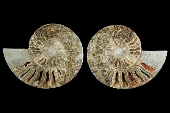 Daisy Flower Ammonite (Choffaticeras) - Madagascar #157525